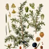 Alpenflora*Pustet Anton Hot