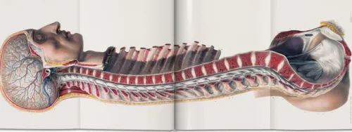 Taschen GmbH Künstler:Innen Im Fokus*Bourgery. Atlas of Human Anatomy and Surgery