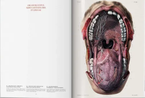 Taschen GmbH Künstler:Innen Im Fokus*Bourgery. Atlas of Human Anatomy and Surgery