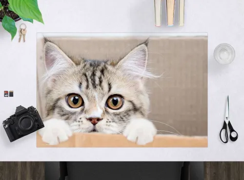 Cover-your-desk Schreibtischunterlagen-Schreibtischunterlage für Kinder und Erwachsene Maine Coon Kätzchen, aus hochwertigem Vinyl , 60 x 40 cm