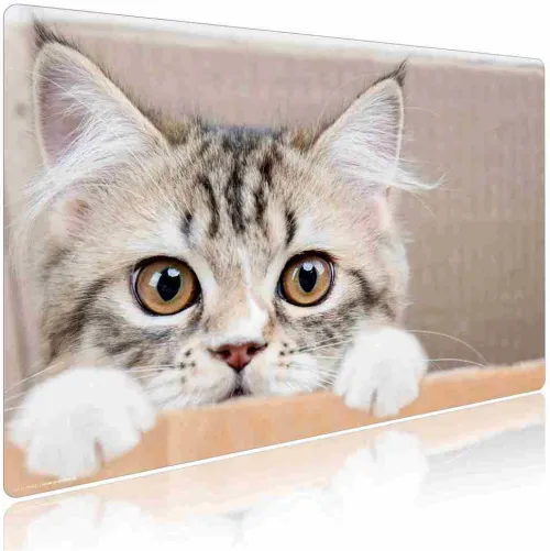 Cover-your-desk Schreibtischunterlagen-Schreibtischunterlage für Kinder und Erwachsene Maine Coon Kätzchen, aus hochwertigem Vinyl , 60 x 40 cm