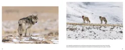 Haupt Verlag AG Biologie-Der Wolf