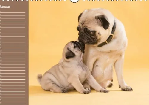 Ein Mops fürs Herz (Wandkalender immerwährend DIN A4 quer)*Calvendo New