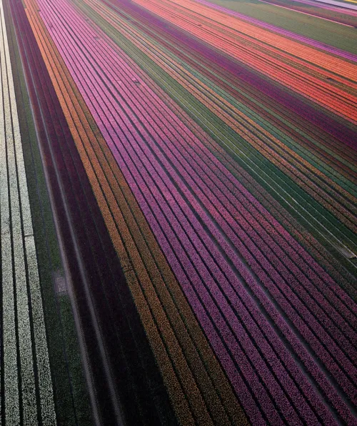 teNeues Verlag GmbH Architektur & Wohnen-Floramour: Tulpen