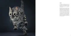 Knesebeck Von Dem GmbH Reisen, Orte & Menschen|Künstler:Innen Im Fokus*Katzen