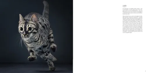 Knesebeck Von Dem GmbH Reisen, Orte & Menschen|Künstler:Innen Im Fokus*Katzen