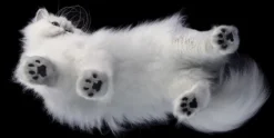 Knesebeck Von Dem GmbH Reisen, Orte & Menschen|Künstler:Innen Im Fokus*Katzen