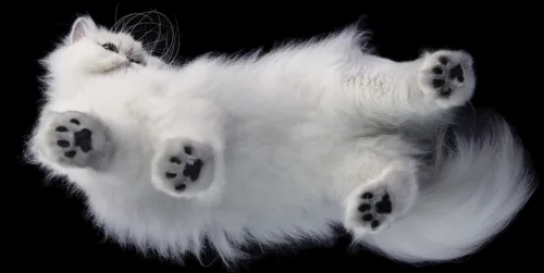 Knesebeck Von Dem GmbH Reisen, Orte & Menschen|Künstler:Innen Im Fokus*Katzen