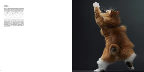 Knesebeck Von Dem GmbH Reisen, Orte & Menschen|Künstler:Innen Im Fokus*Katzen