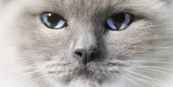 Knesebeck Von Dem GmbH Reisen, Orte & Menschen|Künstler:Innen Im Fokus*Katzen