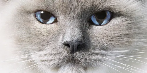 Knesebeck Von Dem GmbH Reisen, Orte & Menschen|Künstler:Innen Im Fokus*Katzen