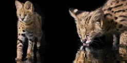 Knesebeck Von Dem GmbH Reisen, Orte & Menschen|Künstler:Innen Im Fokus*Katzen