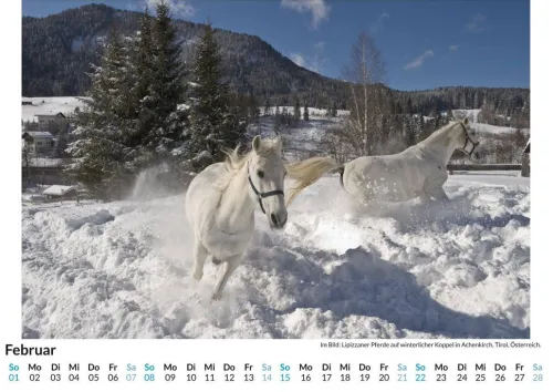 Lipizzaner*FlipFlop Best