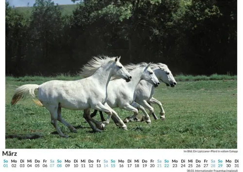Lipizzaner*FlipFlop Best