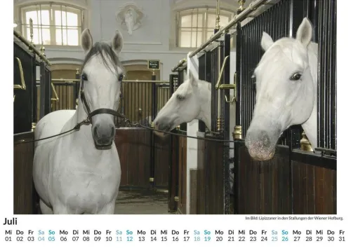 Lipizzaner*FlipFlop Best
