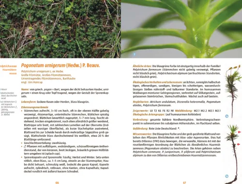 Haupt Verlag AG Biologie*Moose des Waldbodens