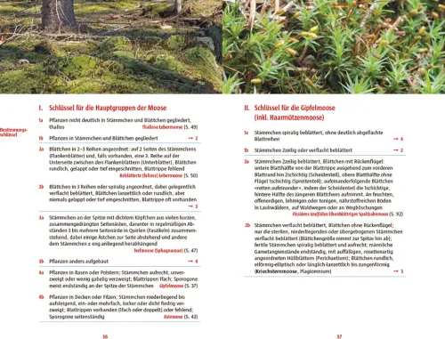 Haupt Verlag AG Biologie*Moose des Waldbodens