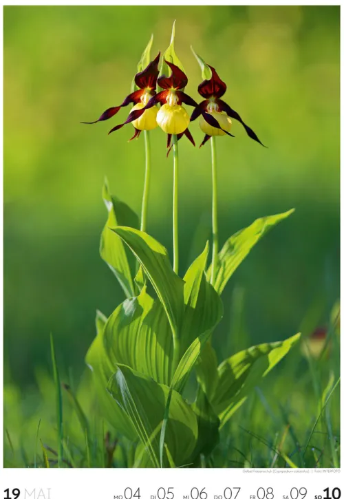 Natur Wochenkalender 2026*Ackermann Kunstverlag Online