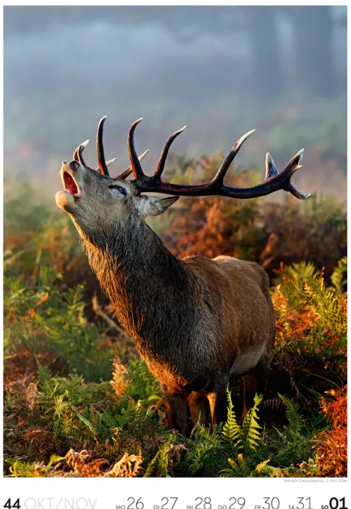 Natur Wochenkalender 2026*Ackermann Kunstverlag Online