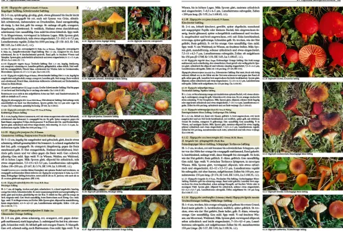 Haupt Verlag AG Biologie-Pilze Mitteleuropas