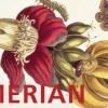 Anaconda Verlag Postkarten*Postkarten-Set Maria Sibylla Merian