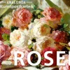 Anaconda Verlag Postkarten*Postkarten-Set Rosen