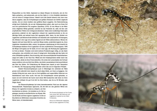 Haupt Verlag AG Biologie-Schlupfwespen