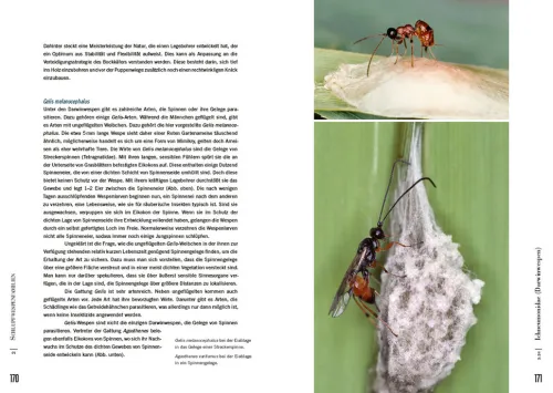 Haupt Verlag AG Biologie-Schlupfwespen