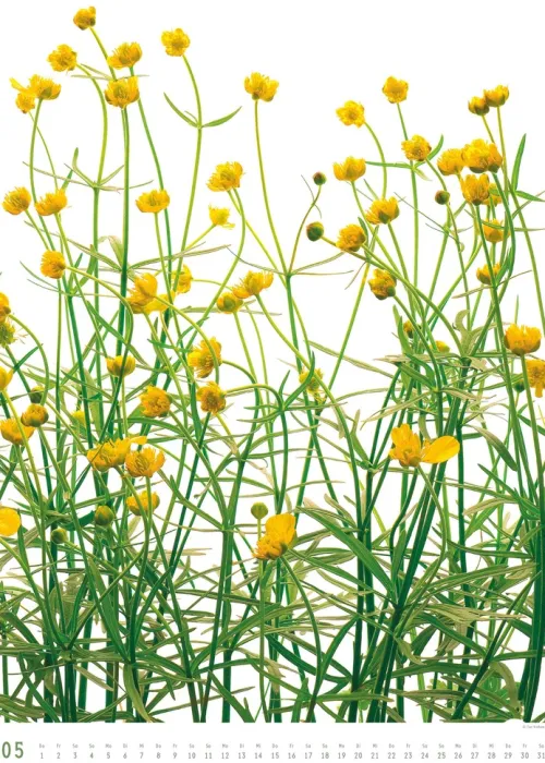 Titel DUMONT Best of Flora 2026 - Blumen-Kalender 50 x 70 cm, Foto-Poster im Großformat von Tan Kadam für Kunst- & Pflanzenliebhaber*DuMont Kalenderverlag Discount