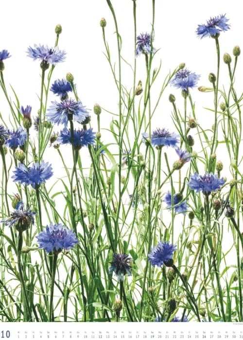 Titel DUMONT Best of Flora 2026 - Blumen-Kalender 50 x 70 cm, Foto-Poster im Großformat von Tan Kadam für Kunst- & Pflanzenliebhaber*DuMont Kalenderverlag Discount