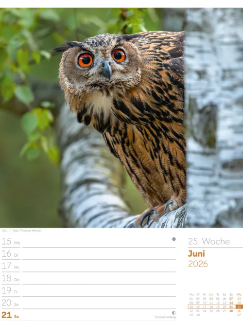 Ackermann Kunstverlag Wochenkalender-Unser Wald Wochenplaner Kalender 2026