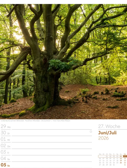 Ackermann Kunstverlag Wochenkalender-Unser Wald Wochenplaner Kalender 2026