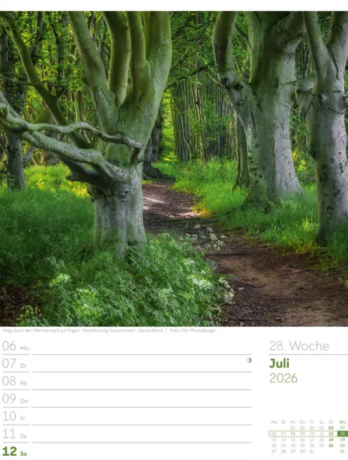 Ackermann Kunstverlag Wochenkalender-Unser Wald Wochenplaner Kalender 2026